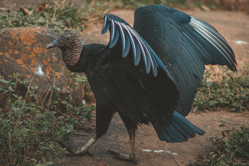 O que significa urubu na janela de casa? significa urubu na janela de casa